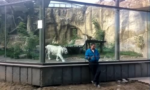 Hayvanlar  Cam Kafeste Ne Yapabilir Ki!