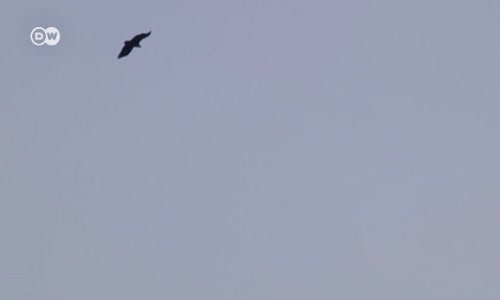 Kara akbabaların soyu tehlikede