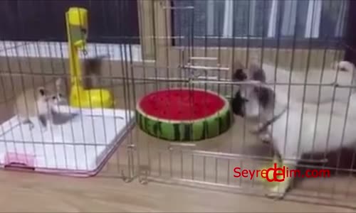 Kontrolden Çıkan Kedi Dehşet Saçtı