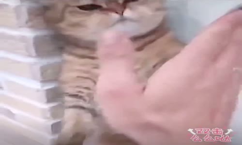 Kedimle Karete Yapmak