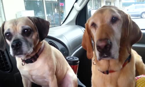 Köpeğin Dondurma Yemeyi Abartması