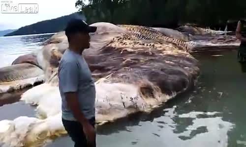 Ölü Dev Kalamar Sahile Vurdu