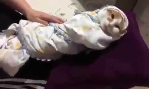 Bebek Gibi Uyutulan Kedi