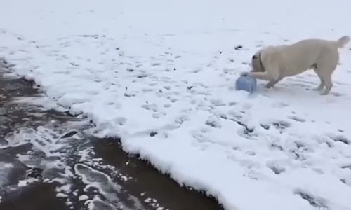 Türkmen Çoban Köpeği Alabay Kaplana Karşı