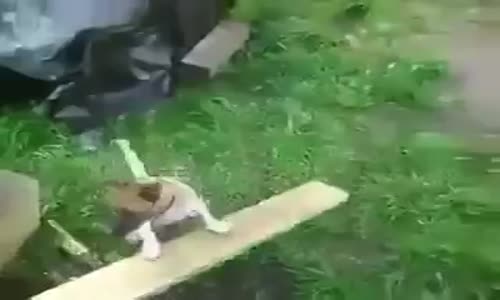 Tek Başına Oyun Oynayan Köpek