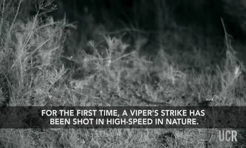 Ağır Çekimde Kanguru Faresinin Yılandan İnanılmaz Kurtulma Anı