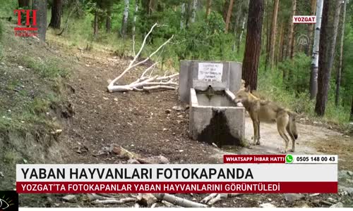 YABAN HAYVANLARI FOTOKAPANDA