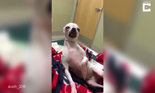 Akşam Yemeğini Fazla Kaçırmış Dayı Duruşu Yapan Köpek