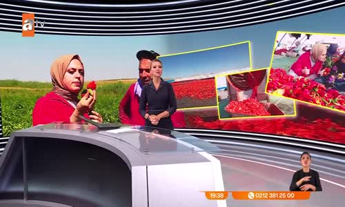 İsot hasadı başladı 