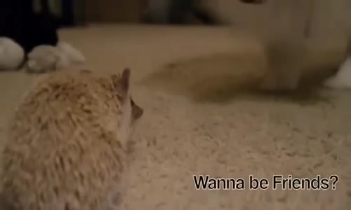 Sevimli Kirpi Ve Köpek