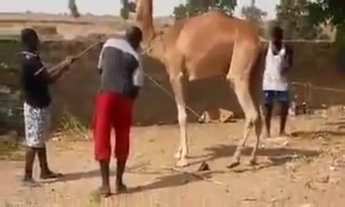 Adamın Kafasına Şaplağı İndiren Kızgın Deve