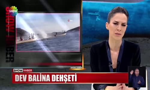 Balina tekneye çarptı!