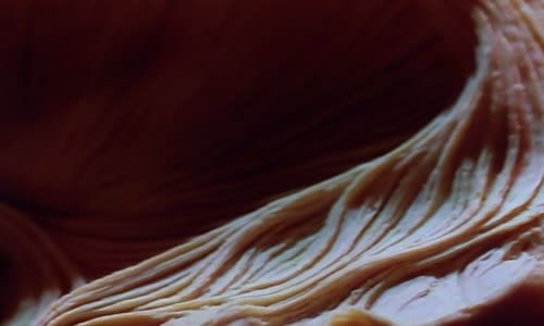 İnsan Beyninin Muazzam Yaratılışı