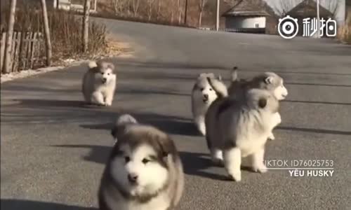 Alaska Köpeklerin Sevimli Halleri