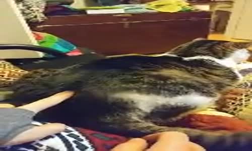 Work Şarkısında Twerk Yaptırılan Minnoş Kedi 