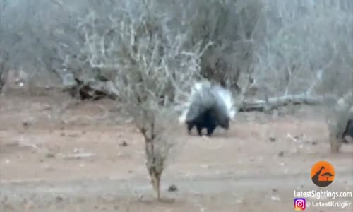 Kirpiye Saldırdığına Pişman Olan Leopar 