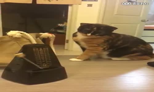 Metronomdan Korkan Kedi