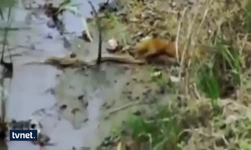 Firavun Faresinin Yılan Avı