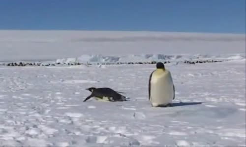 İmparator Penguenler