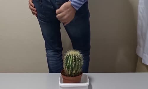 Kaktüse Oturan Amca