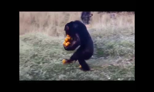 Mandalinacı Dinledikten Sonra Stok Yapan Akıllı Hayvan