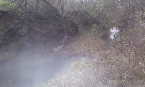 Boynuzları Birbirine Takılan Geyikler