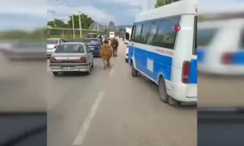 Ana yola inen inekler araç sürücülerine zor anlar yaşattı 