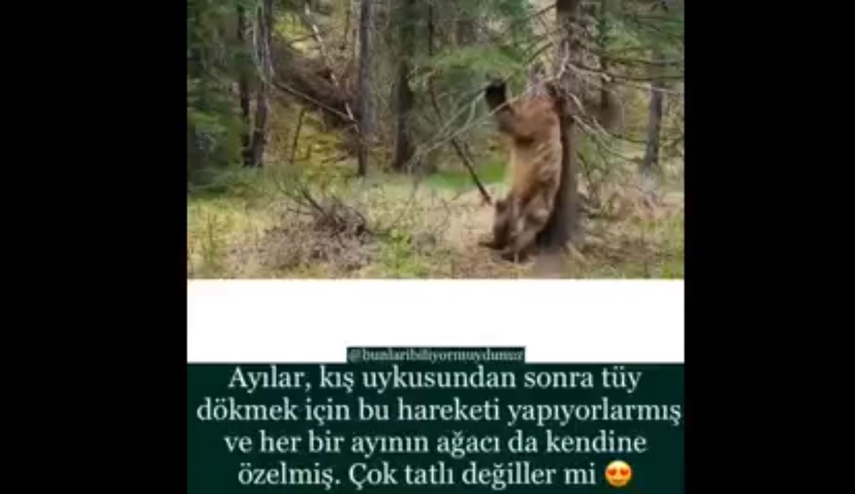 Ayılar Kış Uykularından Sonra Tüy Dökmek İçin Bakın Ne Yapıyorlar.