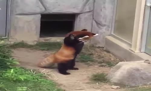 Küçük Panda Karıncadan Korkunca Ellerini Yukarıya Kaldırdı