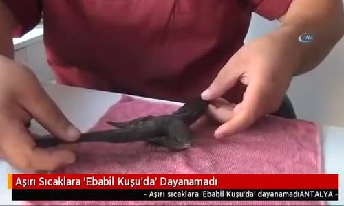 Aşırı Sıcaklara 'Ebabil Kuşu'da' Dayanamadı