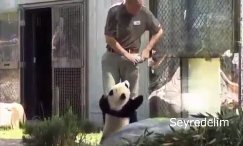 Panda Bebek Acıkınca