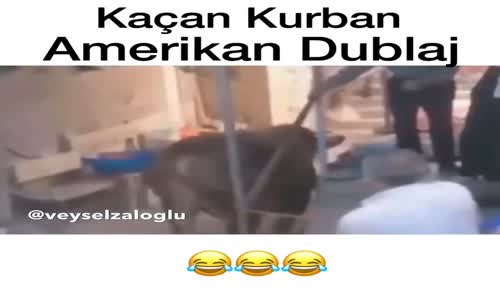 Kaçan Kurban Amerikan Dublaj