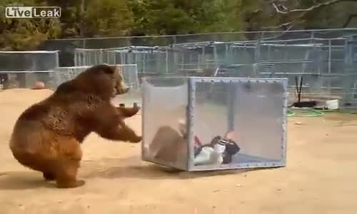 Japonya'da Adrenalin Arayanların Yeni Oyunu: Ayı Küpü