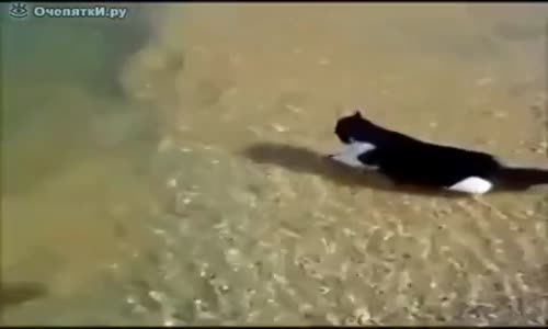 Sahibi İçin Denize Giren Kedi