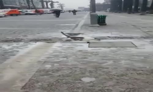 İlk Defa Kar Gören Masum İzmir Kedisi