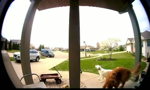 Kargo Hırsızı Köpek 