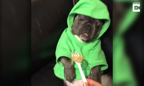 Bebek Taklidi Yapan Bulldog