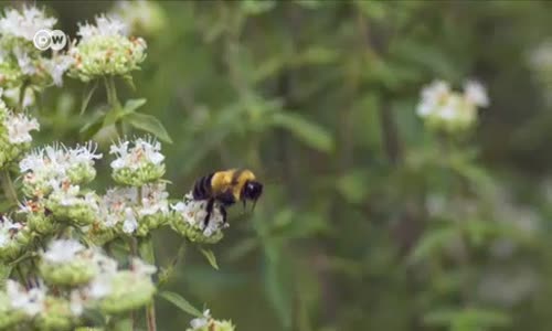 Paslı Yamalı Yaban Arısı Yok Oluyor