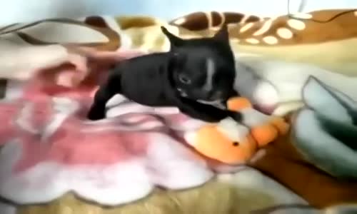 Çirkin Köpek Oyuncakla Boğuşuyor :)