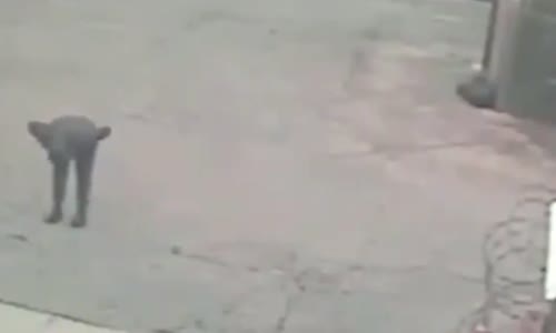 İşe Başlamadan Önce Açma Germe Egzersizi Yapan Soyguncu