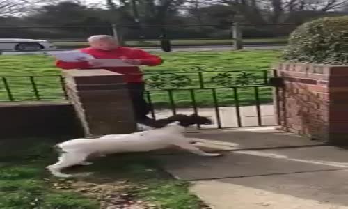 Postacıyı Gören Bekçi Köpeği Oscar'ın Sevinci 