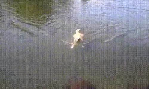 Ben Yüzme Bilmiyorum Ama Bu Köpek Çok İyi Be