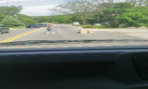 Yola Oturan Lamayı İkna Edemeyen Kadın 