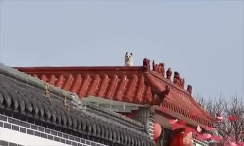 Köpekle Havlayarak Muhabbet Eden Adam 