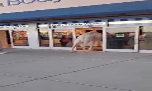 Deve ile Markete Giren Adam 