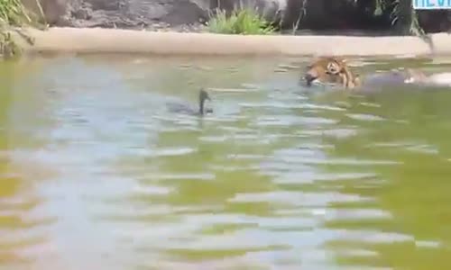 Kaplanı Madara Eden Ördek