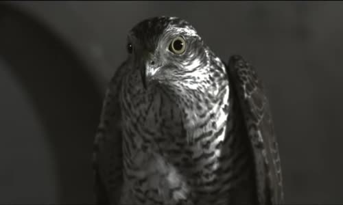 Murat Kekilli Gümüş Teller