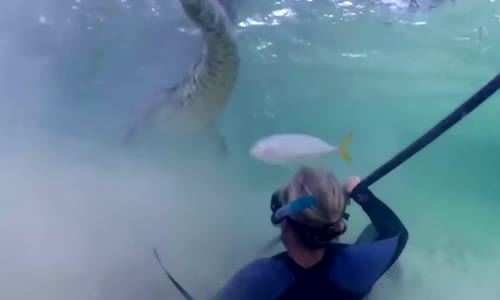 Su Altında Görüntülenen Timsah