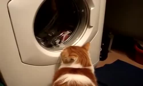 Çamasır Makinasıyla Kafayı Bozan Kedi