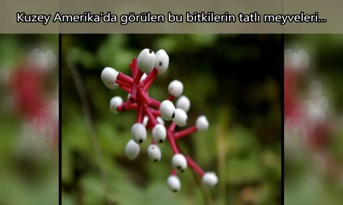 Dünya'nın En Ölümcül 8 Bitkisi
